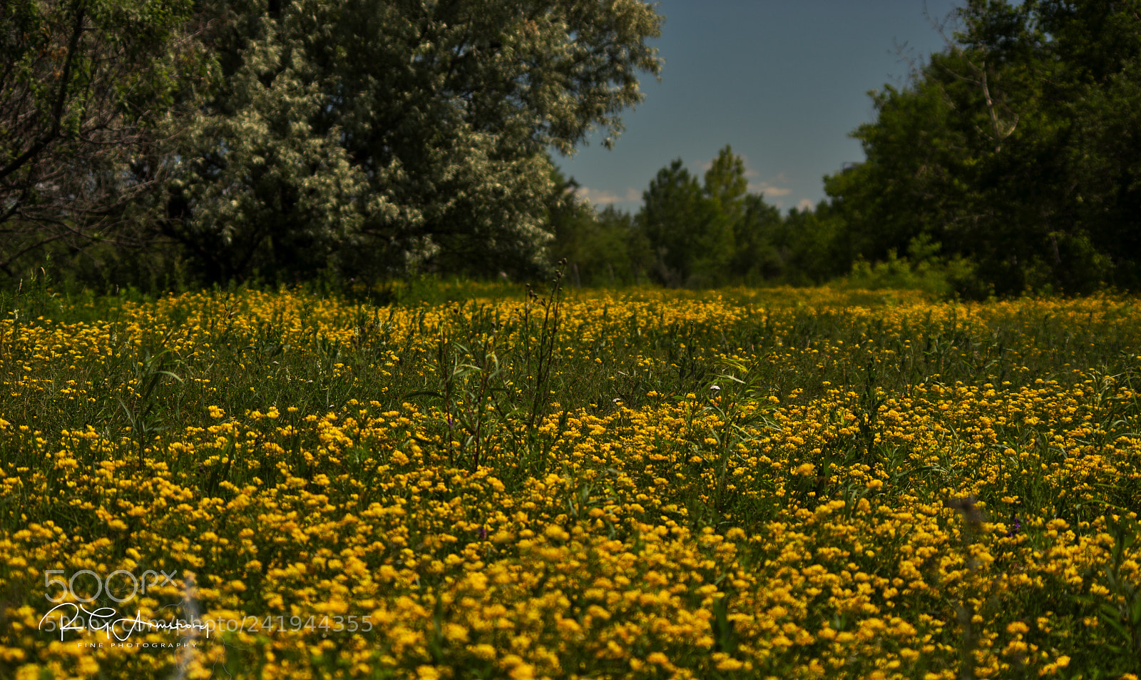 Pentax K-3 II sample photo. Bujttercup way photography