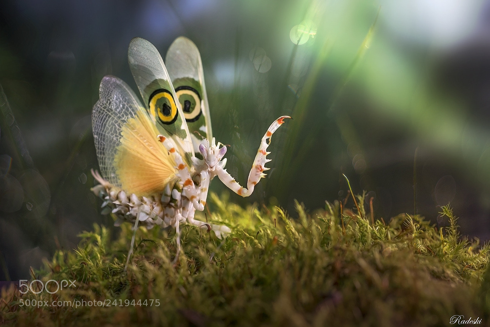 Nikon D800E sample photo. Mantide del fiore spinoso photography