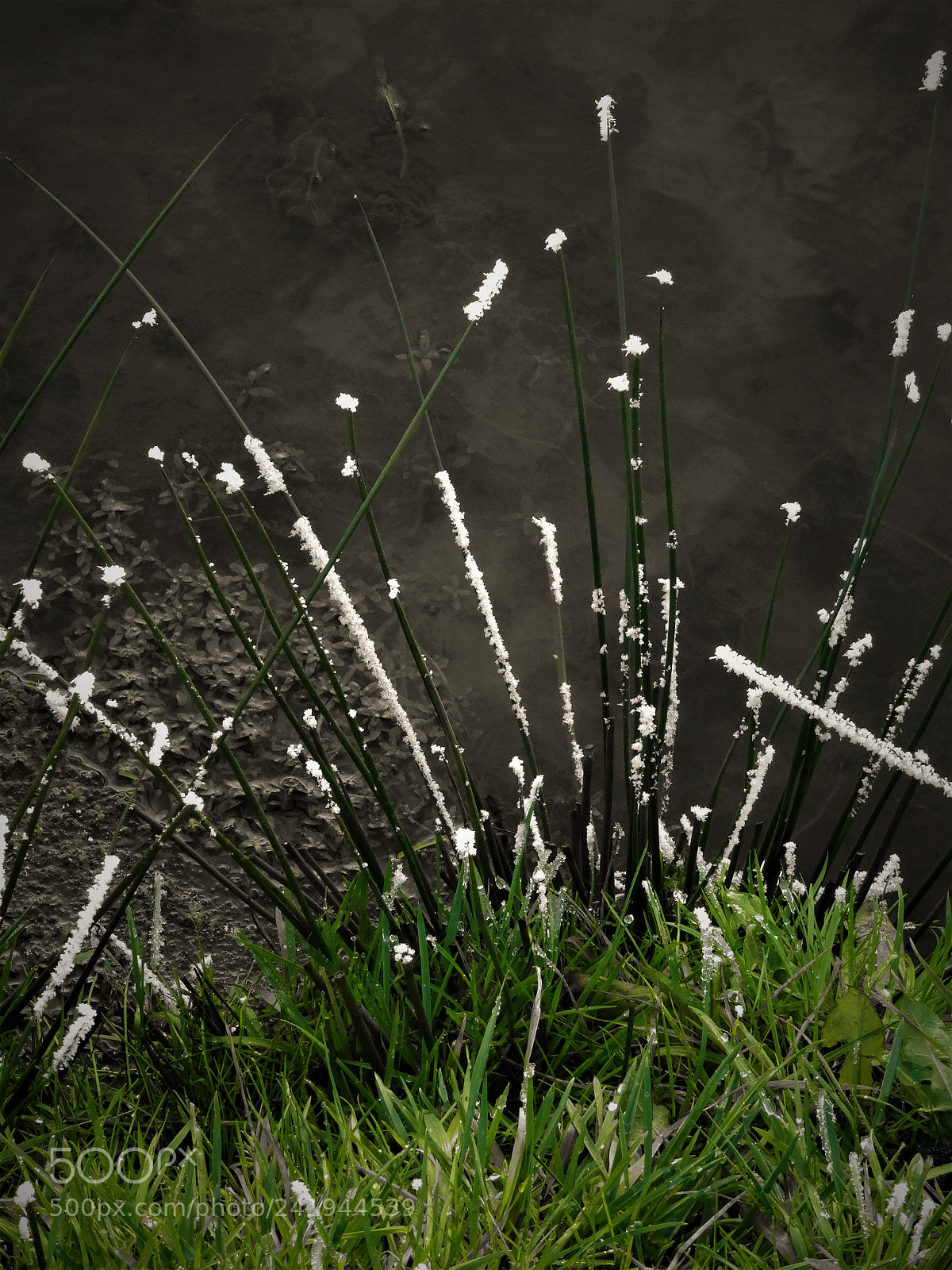 Sony DSC-HX50 sample photo. Black water photography