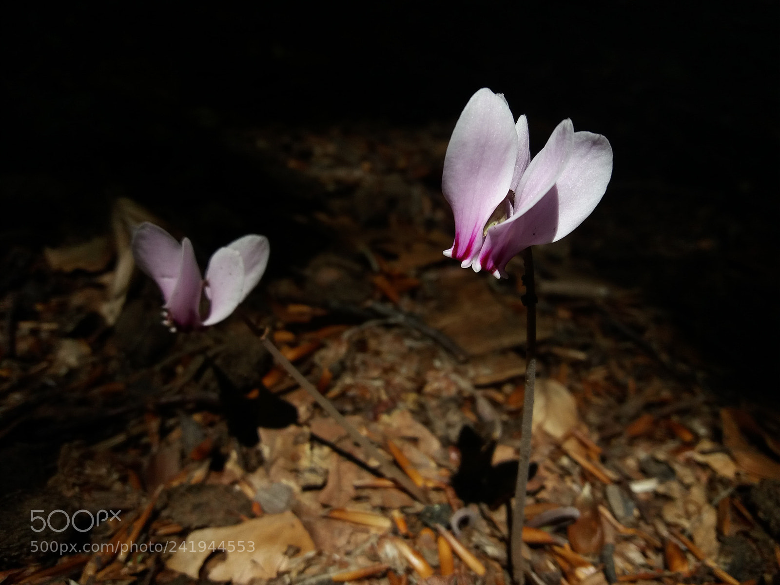 Samsung Galaxy J5(2016) sample photo. Pink nature photography