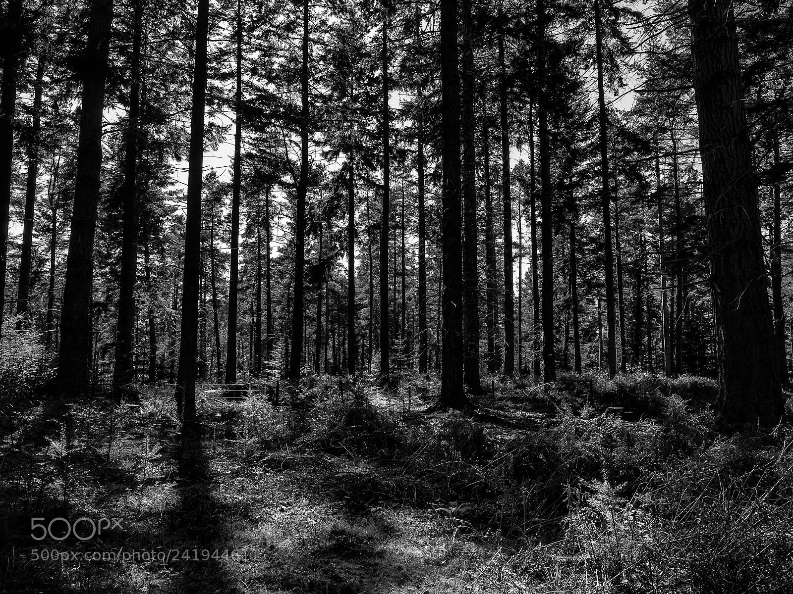 Olympus OM-D E-M5 II sample photo. The forest, b&w. photography