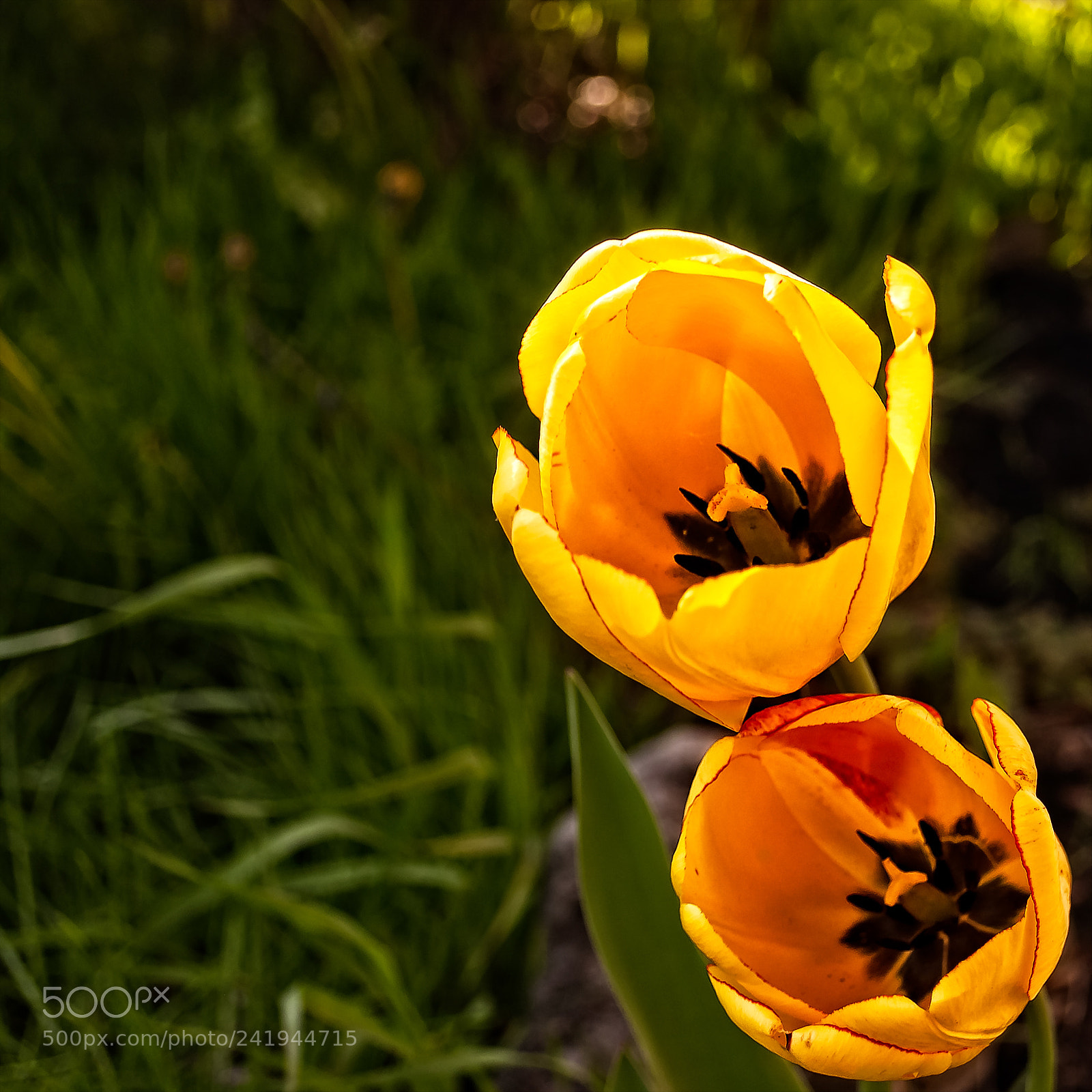 Nikon D90 sample photo. Soeurs jumelle photography