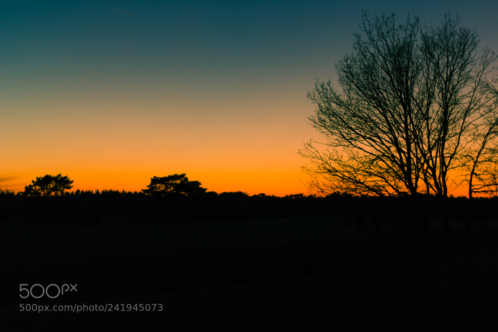 Canon EOS 60D sample photo. Lonely tree photography