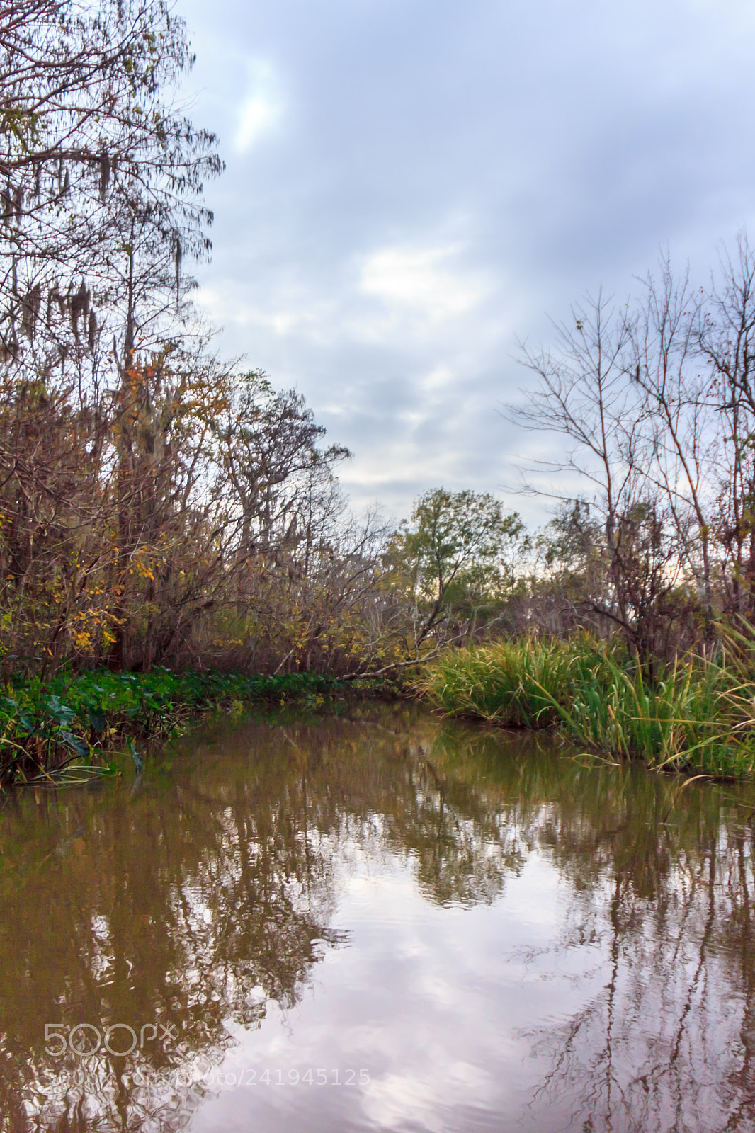 Canon EOS 60D sample photo. Bayou hdr #1 - alive photography