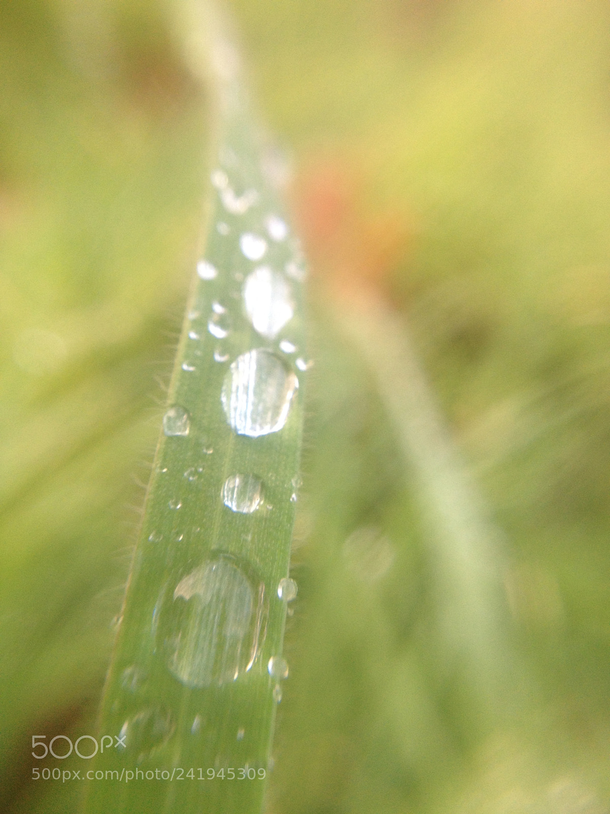 Apple iPhone 4S sample photo. Water on the leaf photography