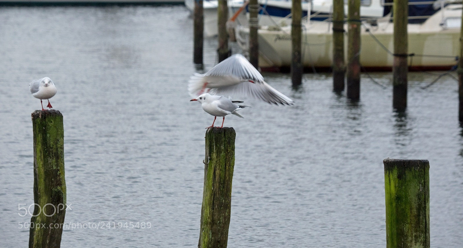 Olympus OM-D E-M1 sample photo. Landing seagull photography
