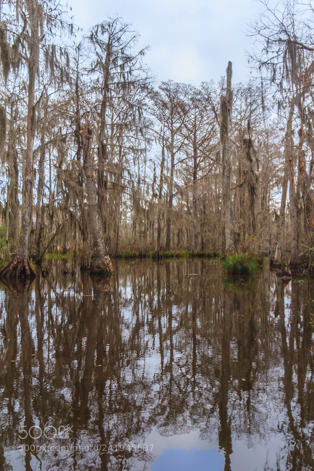 Canon EOS 60D sample photo. Bayou hdr #2 - dead photography