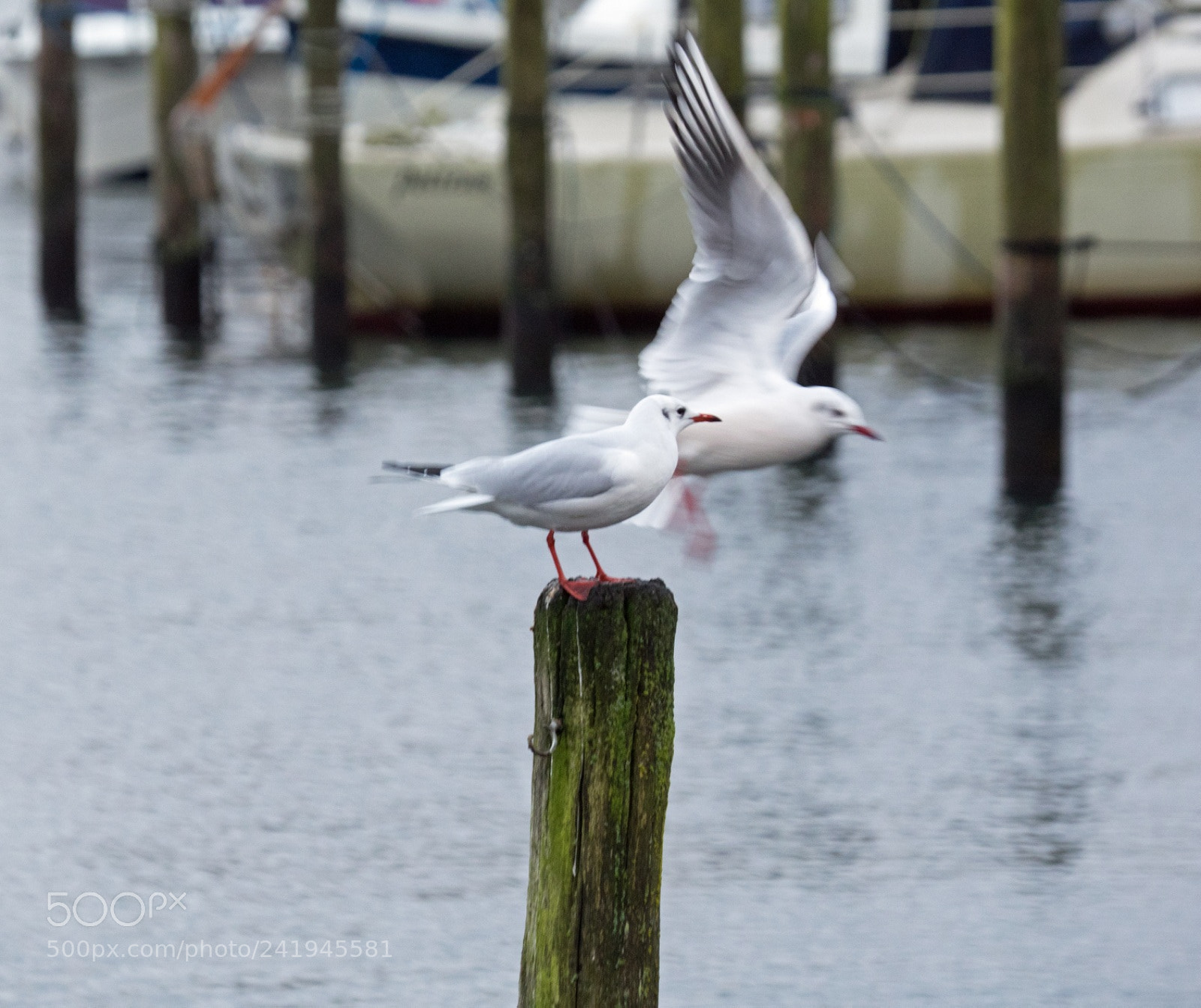 Olympus OM-D E-M1 sample photo. Motion and restfully photography