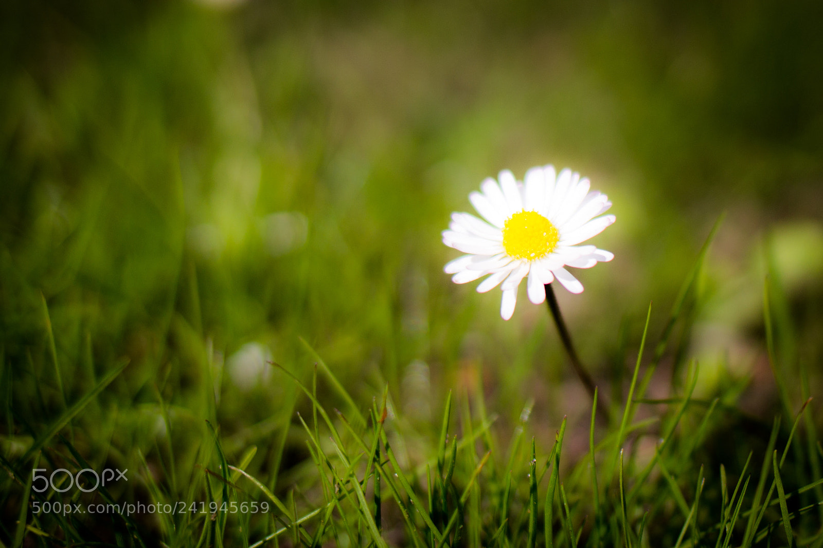 Canon EOS 1100D (EOS Rebel T3 / EOS Kiss X50) sample photo. Fleur... photography