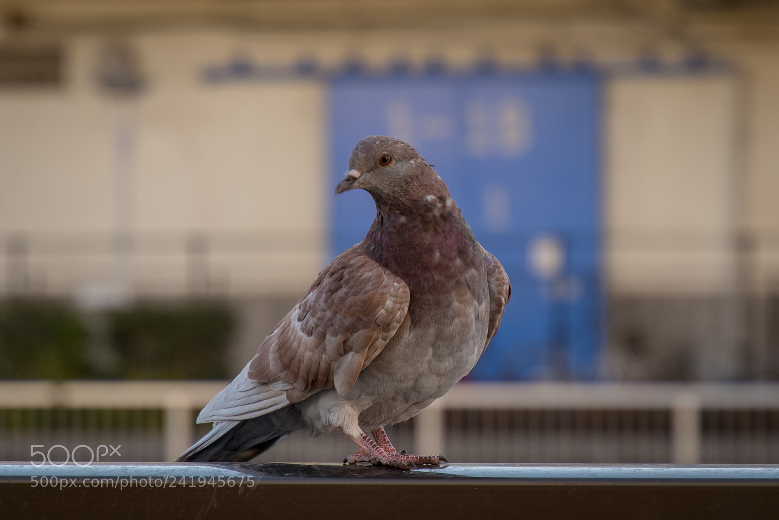 Nikon D500 sample photo. Pigeon photography