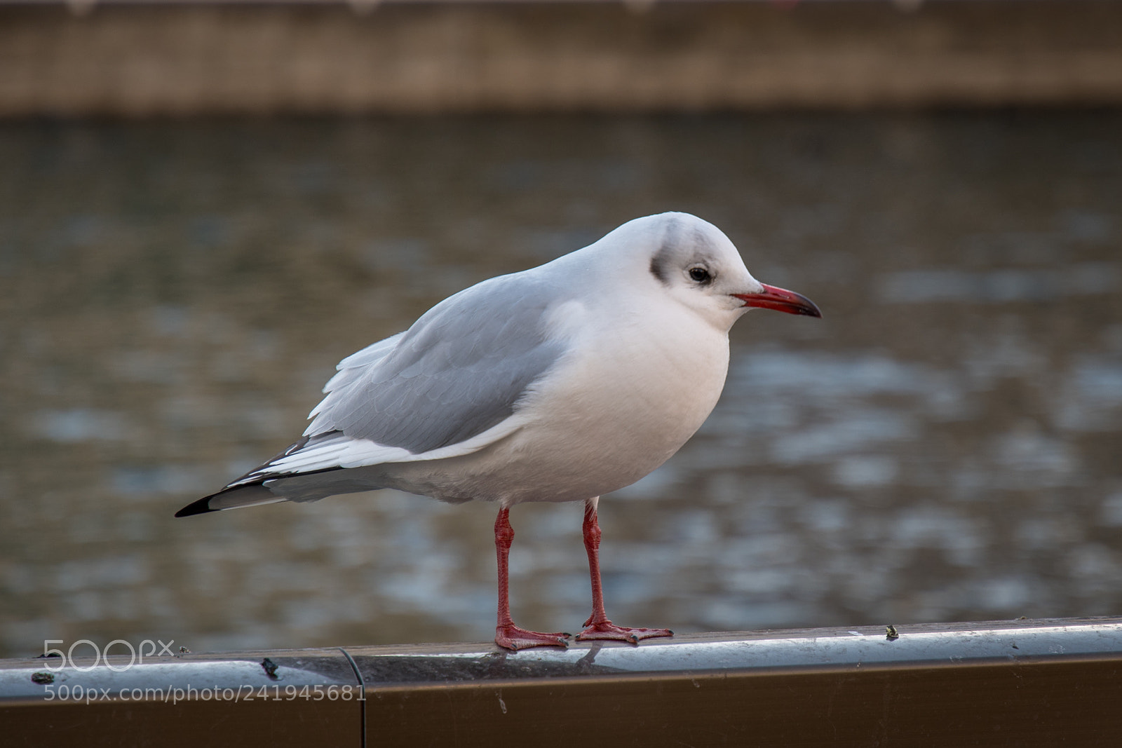 Nikon D500 sample photo. Black-headed gull photography