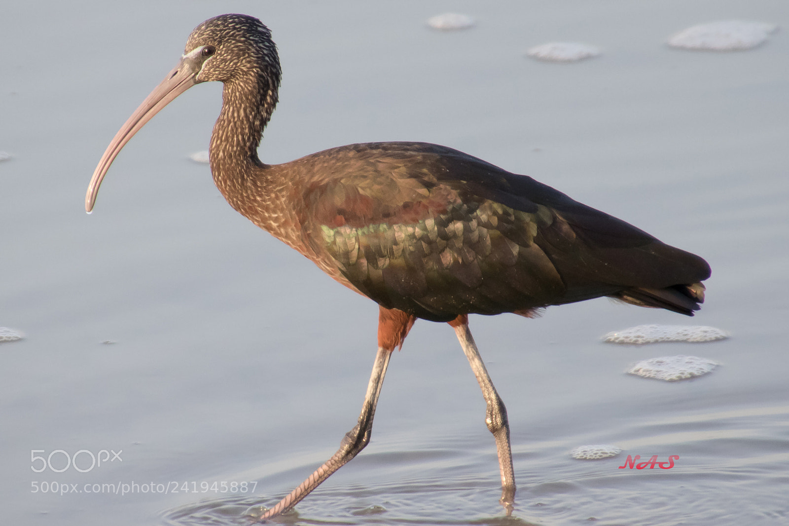 Canon EOS 750D (EOS Rebel T6i / EOS Kiss X8i) sample photo. Glossy ibis photography