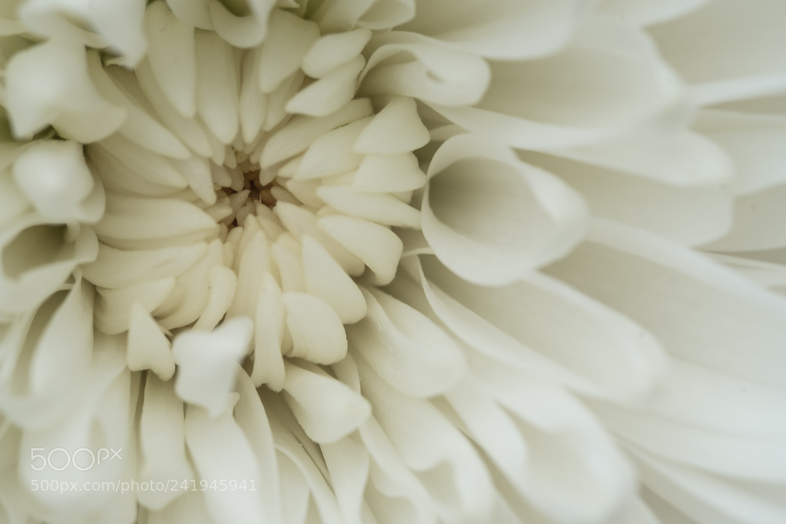 Fujifilm X-T2 sample photo. White photography