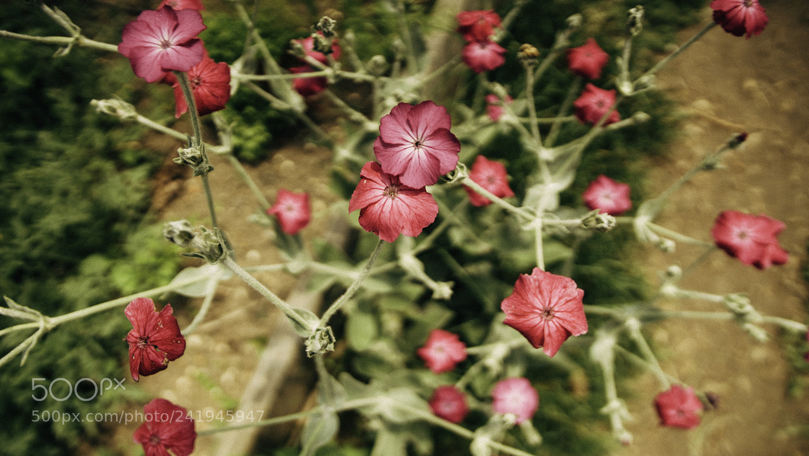 Sony a7S sample photo. Jtv(of ) photography