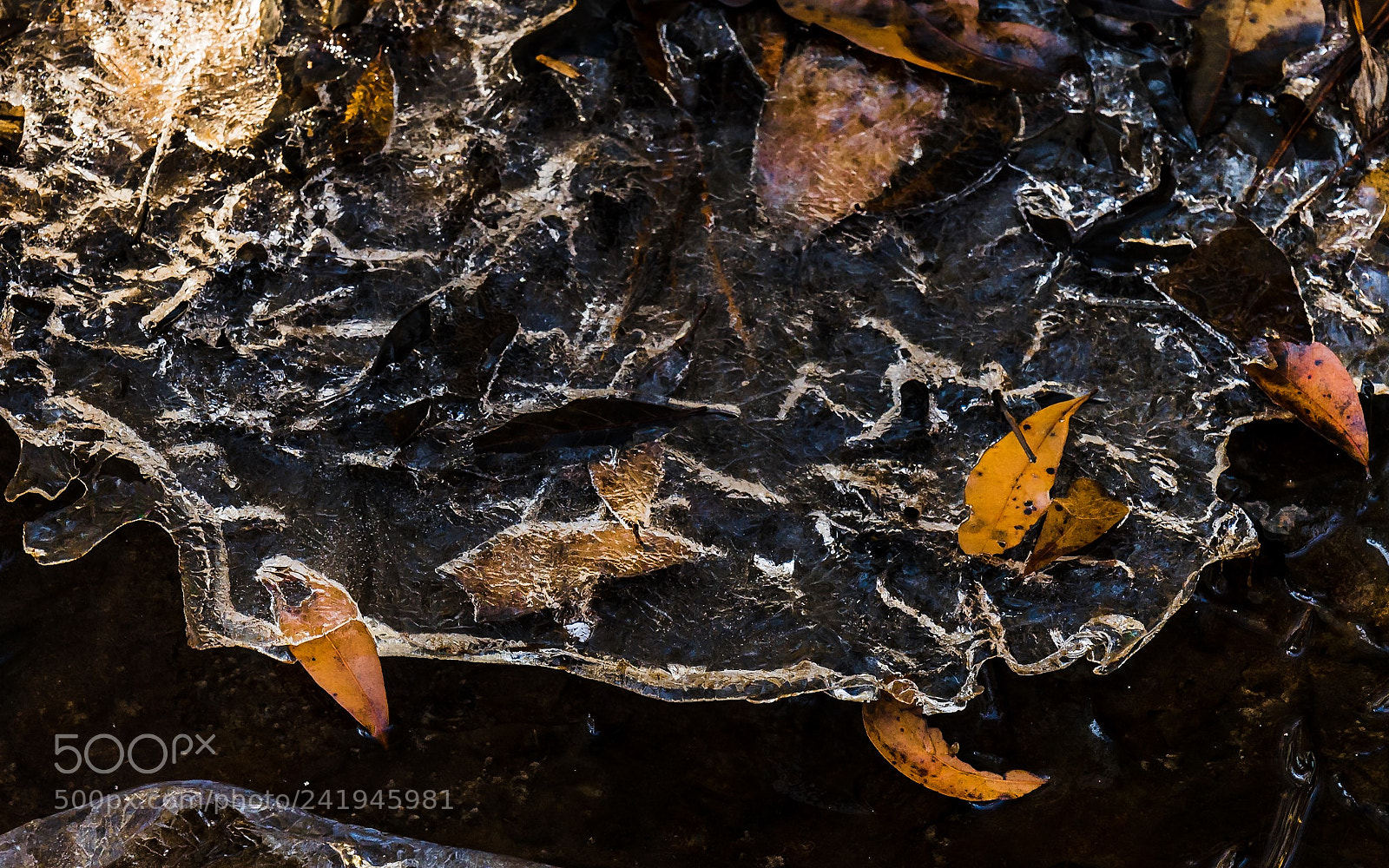 Nikon D5500 sample photo. Congaree frozen photography