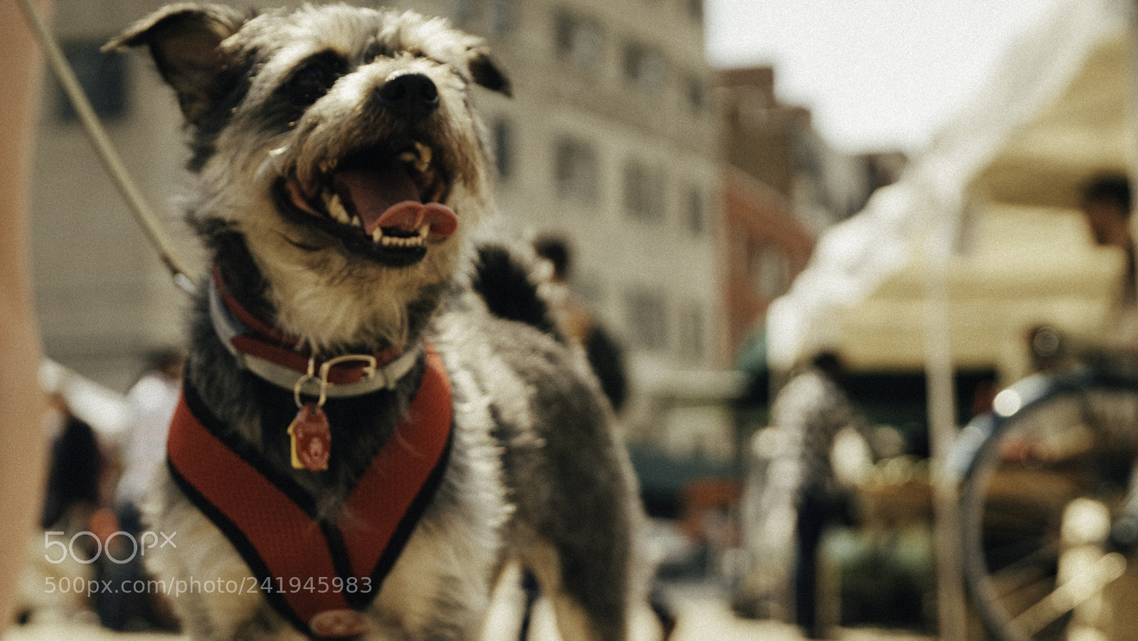 Sony a7S sample photo. Jtv(of ) photography