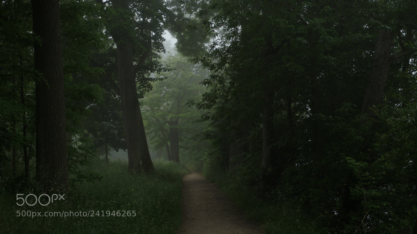 Panasonic Lumix DMC-GH2 sample photo. A secret path photography