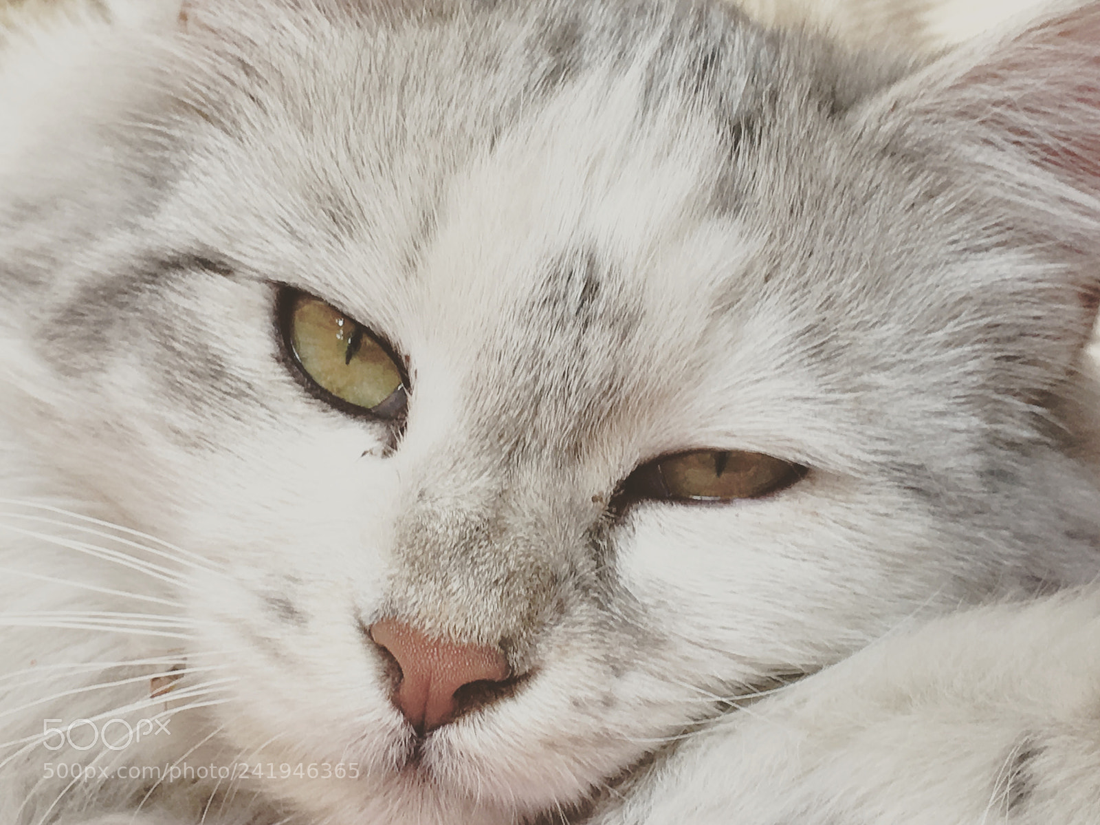 Apple iPhone 6s sample photo. Cat photography