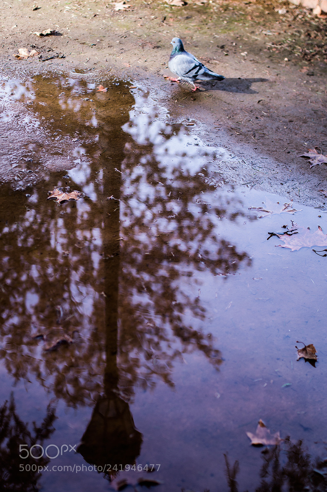 Nikon D3200 sample photo. Walking alone photography
