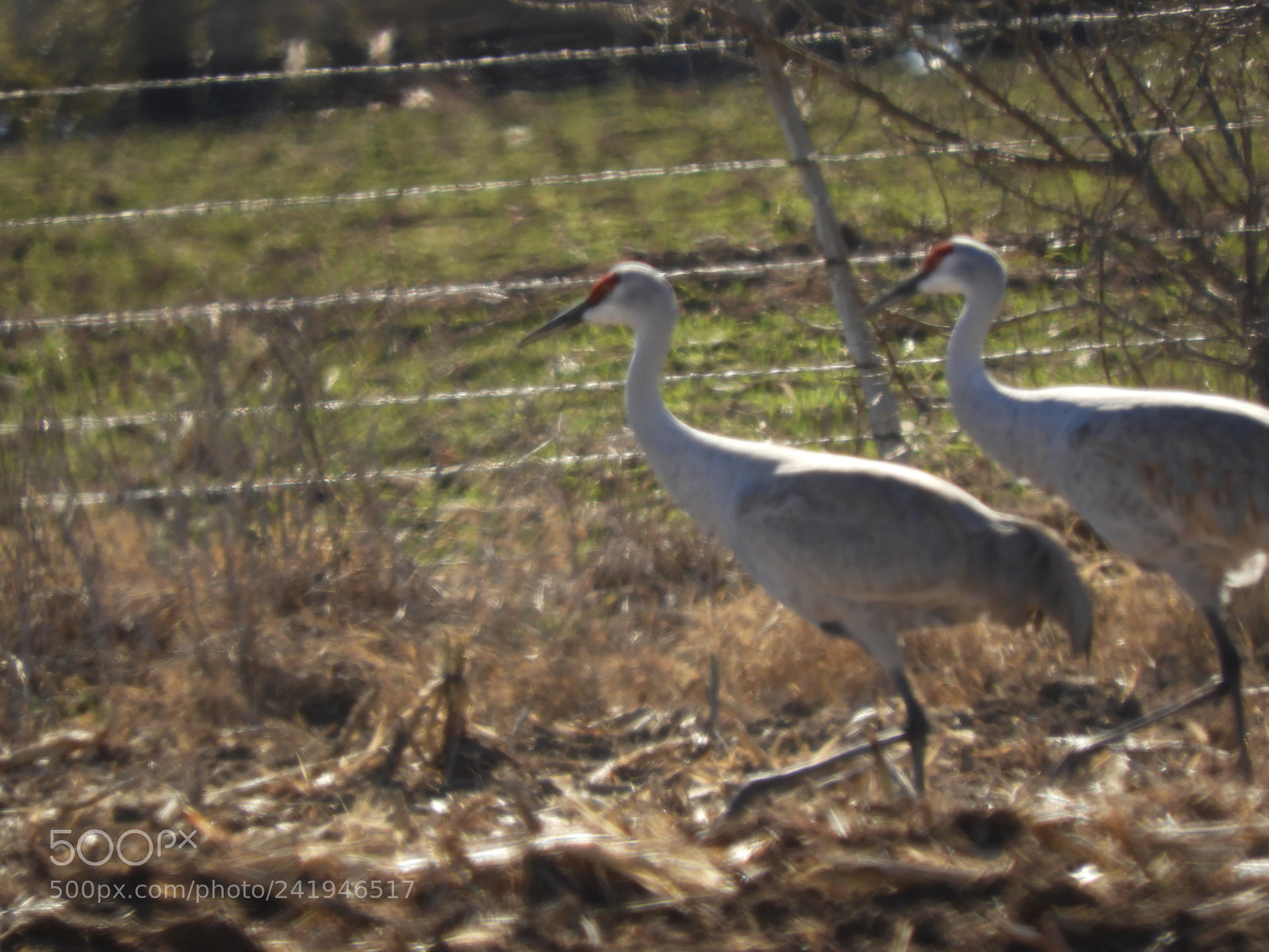 Nikon Coolpix B700 sample photo. Sandhill cranes photography