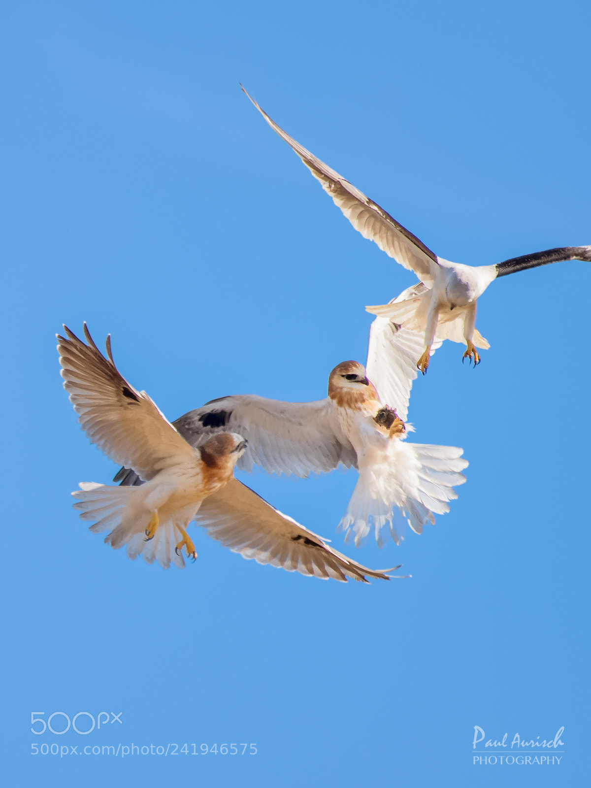 Nikon D500 sample photo. Black-shouldered kite photography