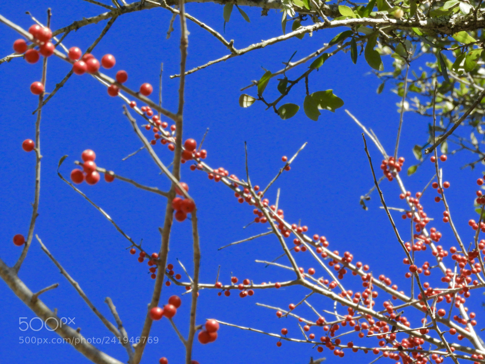 Nikon Coolpix B700 sample photo. Winter berries and blue photography