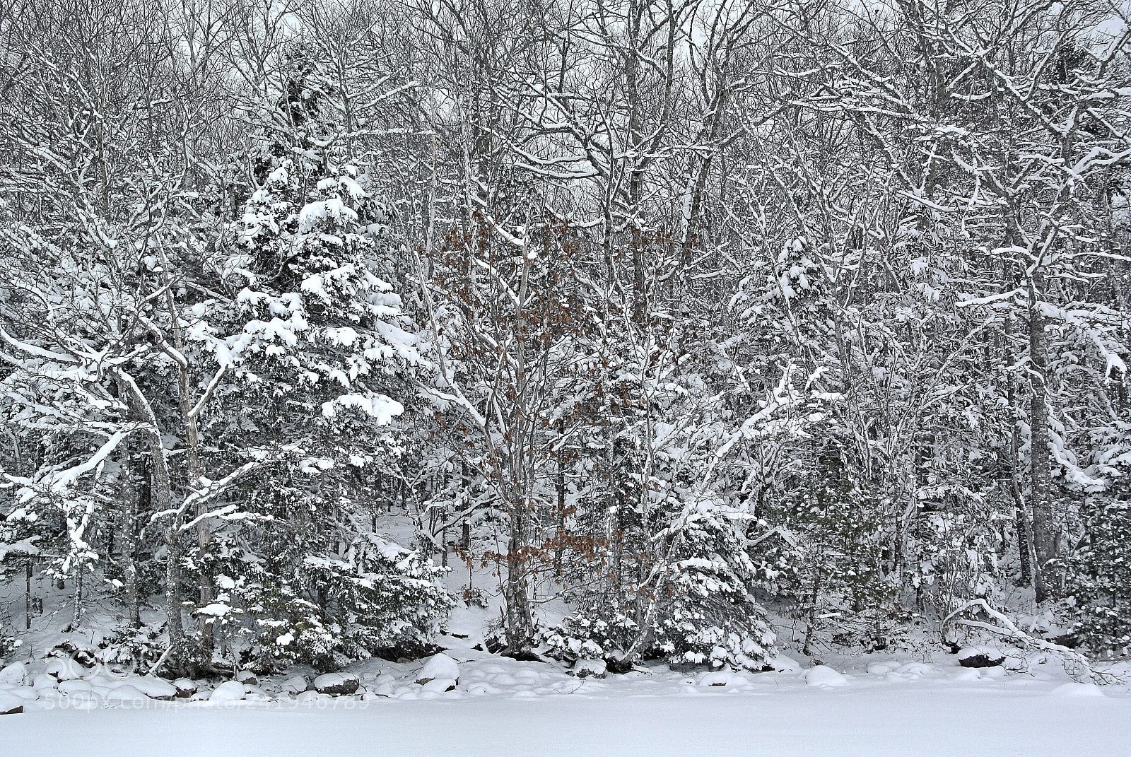 Nikon 1 V1 sample photo. Snow forest ii photography