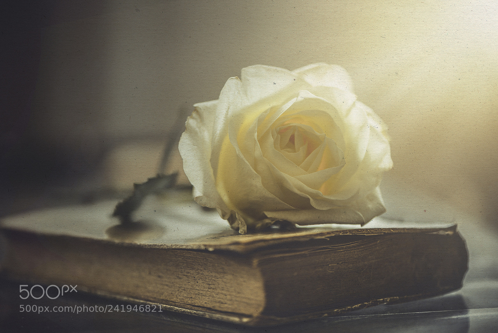 Nikon D600 sample photo. A white rose photography