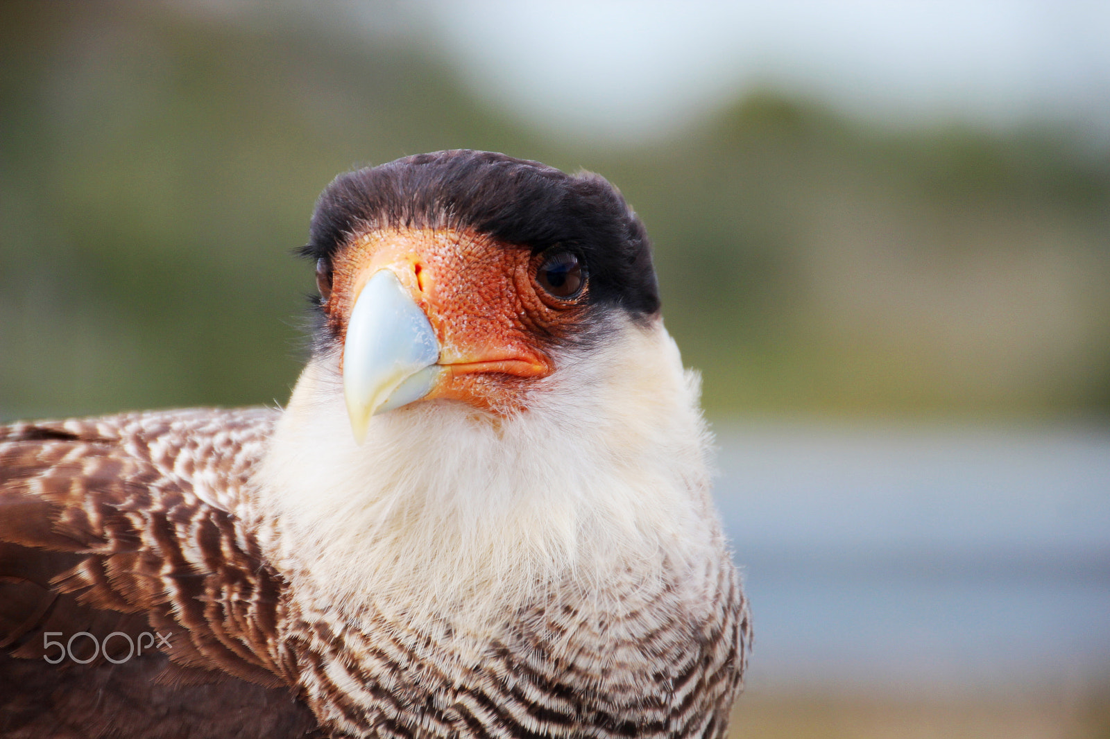 Canon EOS 600D (Rebel EOS T3i / EOS Kiss X5) + Tamron 18-270mm F3.5-6.3 Di II VC PZD sample photo. Crested caracara bird, chile photography