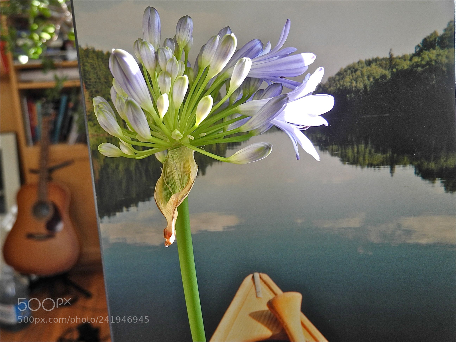 Nikon Coolpix P7100 sample photo. Guitar with blue agapanthus photography