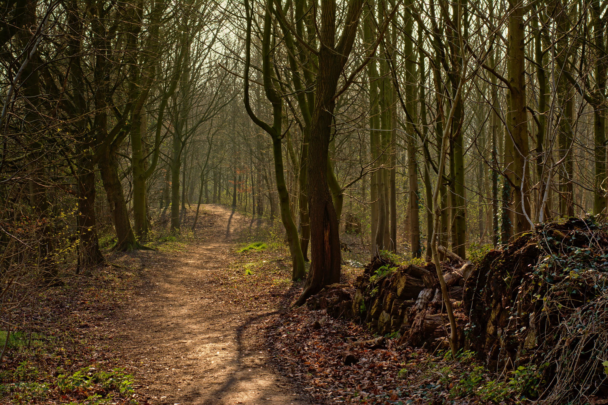 Nikon D5200 + Nikon AF-S Nikkor 50mm F1.8G sample photo. Path leading through a sunny winter forest photography