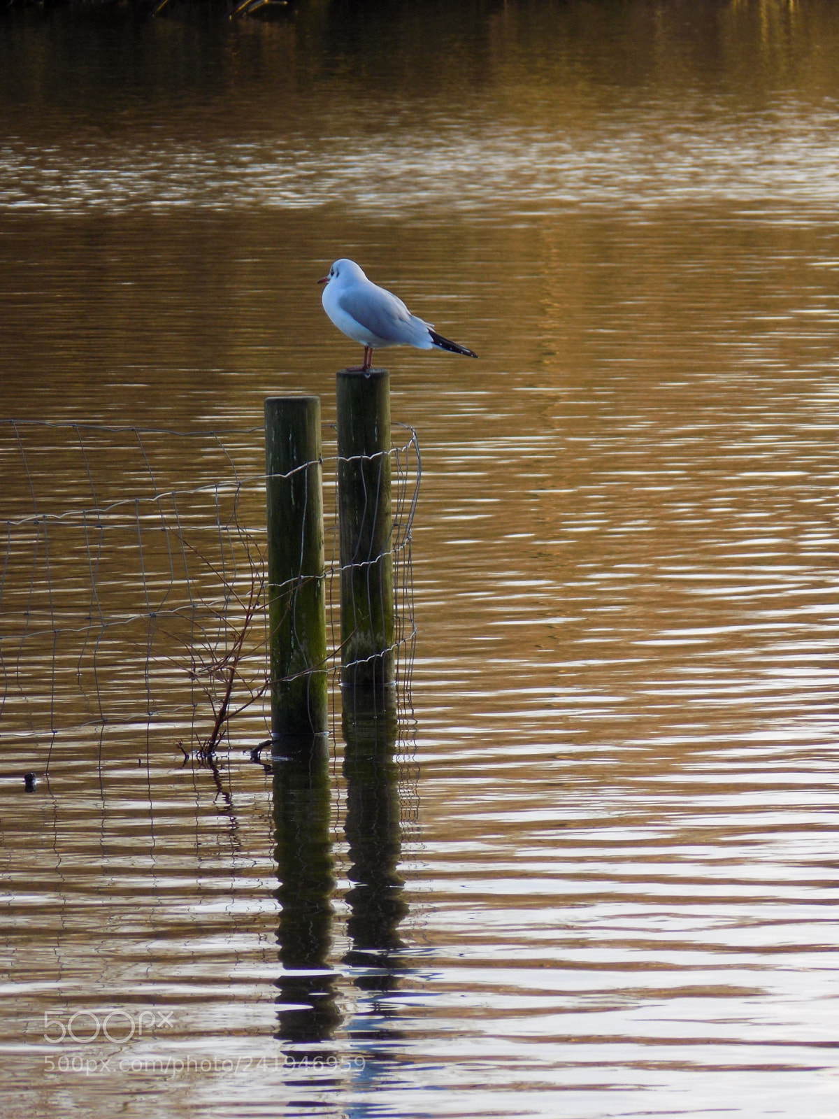Nikon COOLPIX L330 sample photo. Gull photography