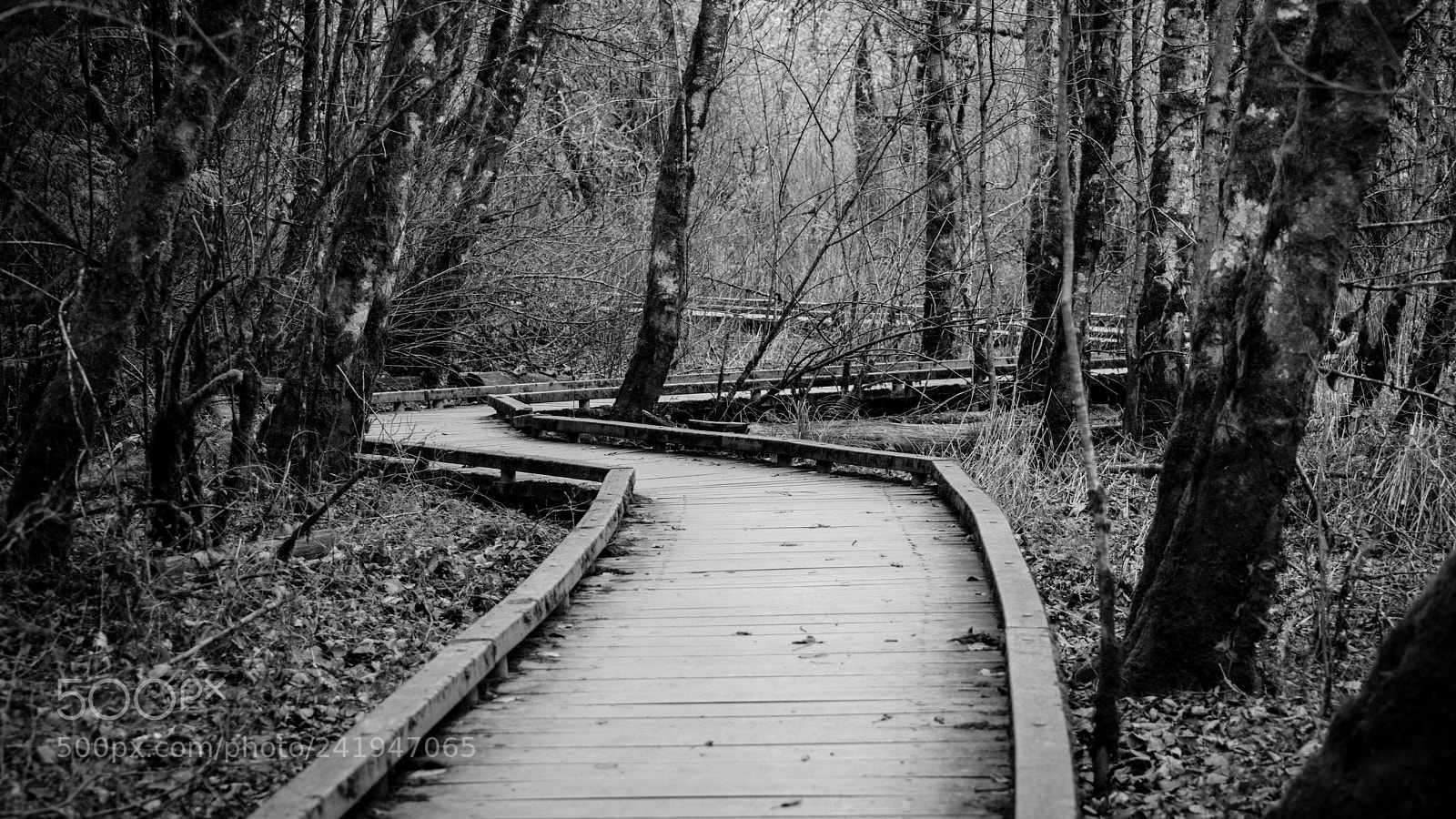 Nikon D800 sample photo. Raised walkway photography