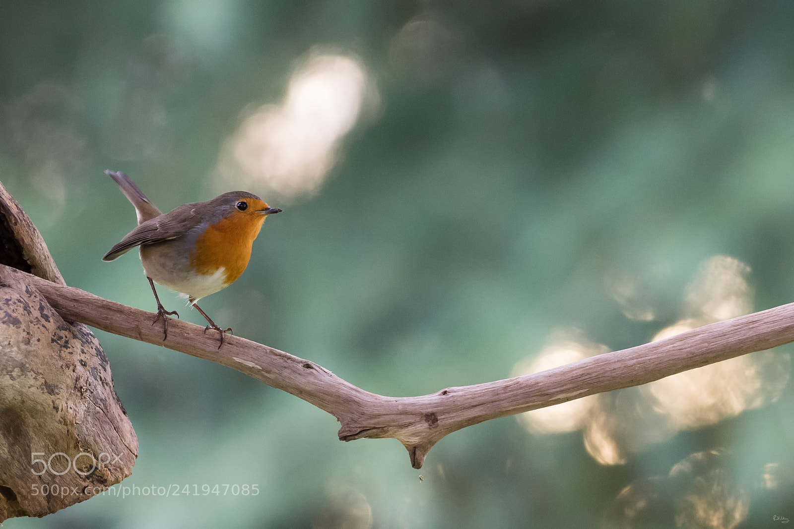 Olympus OM-D E-M1 sample photo. Robin du jardin photography