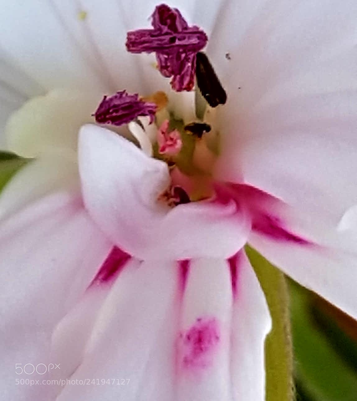 Samsung Galaxy S7 Edge sample photo. Flower photography