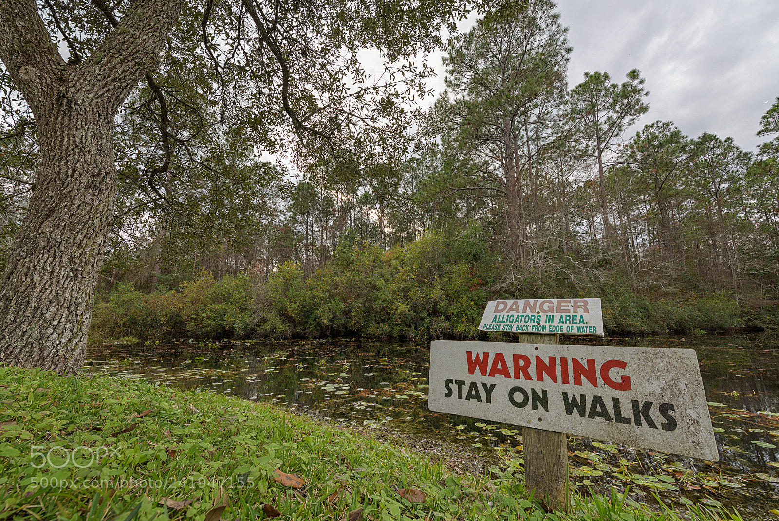 Nikon D850 sample photo. Stay on walks photography