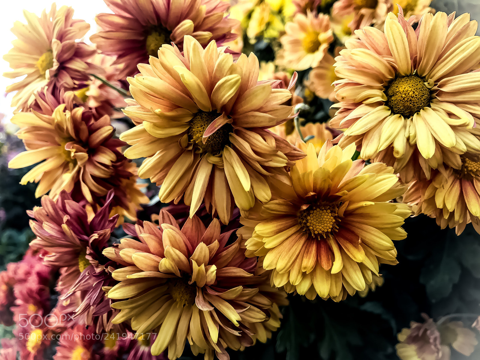 Apple iPhone 7 sample photo. Flowers photography