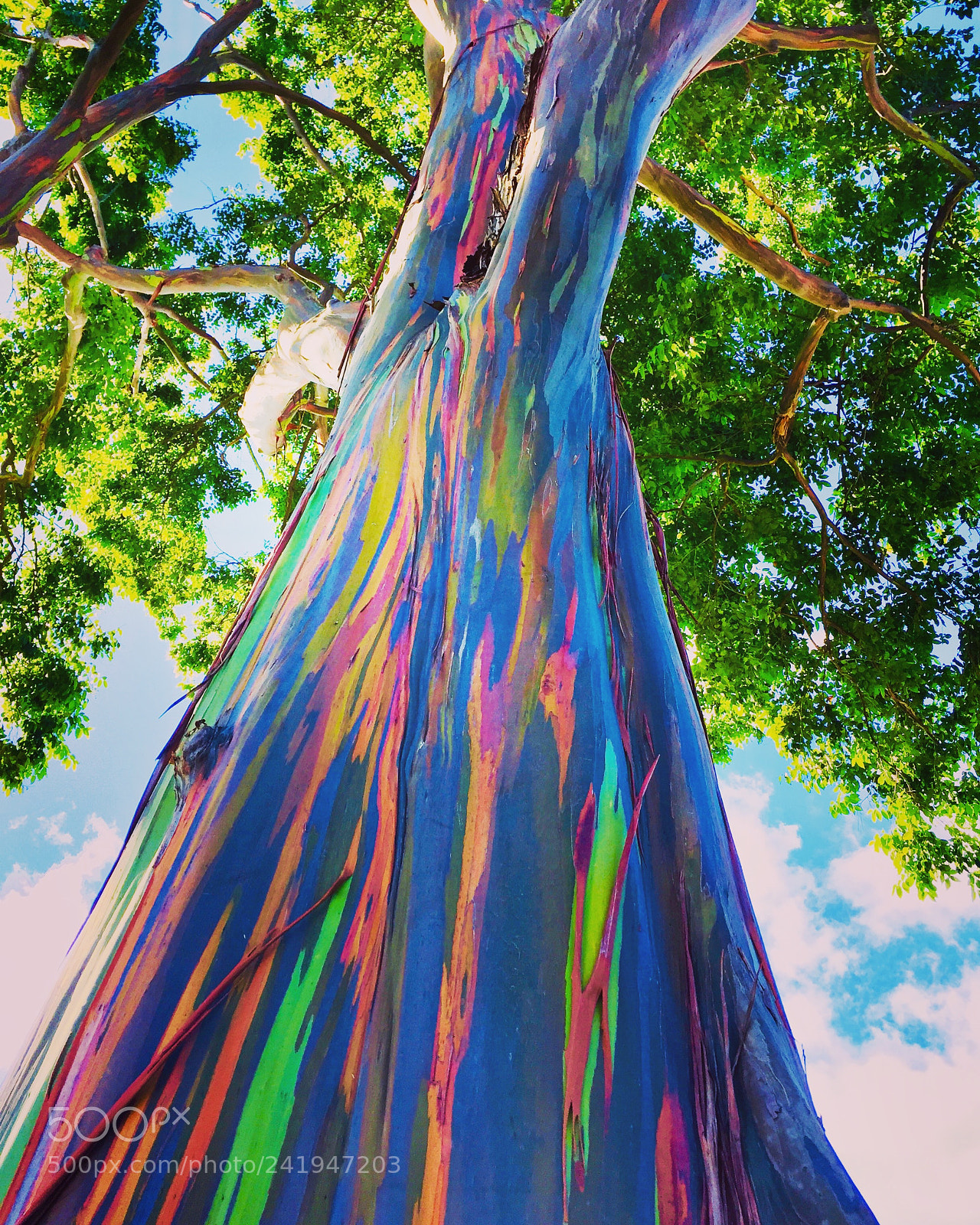 Apple iPhone 6 Plus sample photo. Rainbow-eucalyptus tree (o‘ahu) photography