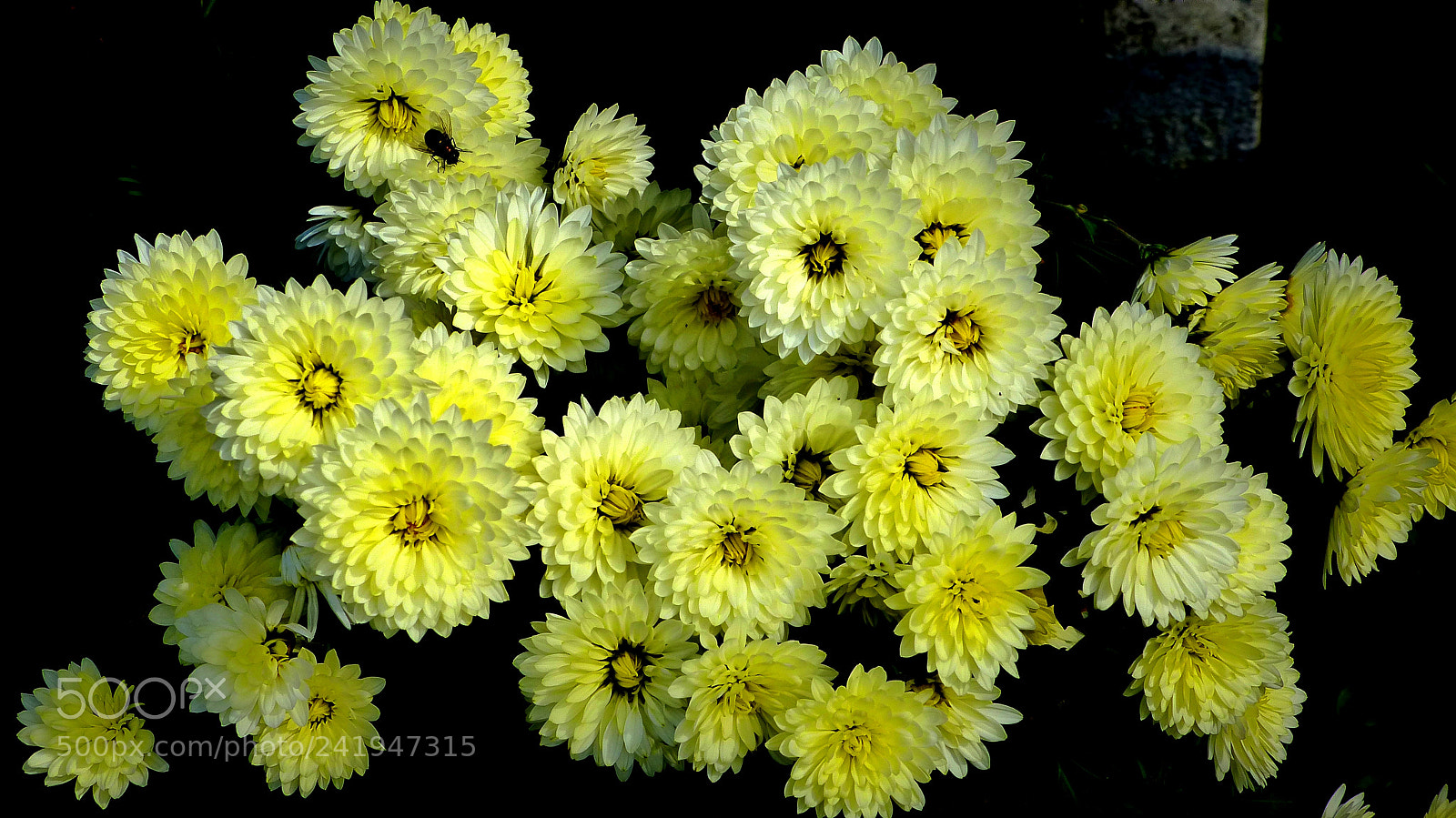 Panasonic Lumix DMC-FZ200 sample photo. Yellow chrysanthemum photography