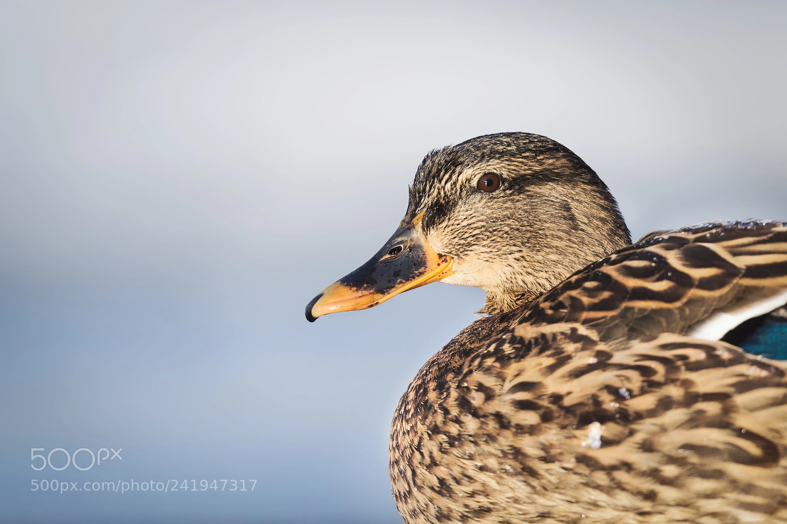 Canon EOS-1D Mark IV sample photo. Winter duck photography