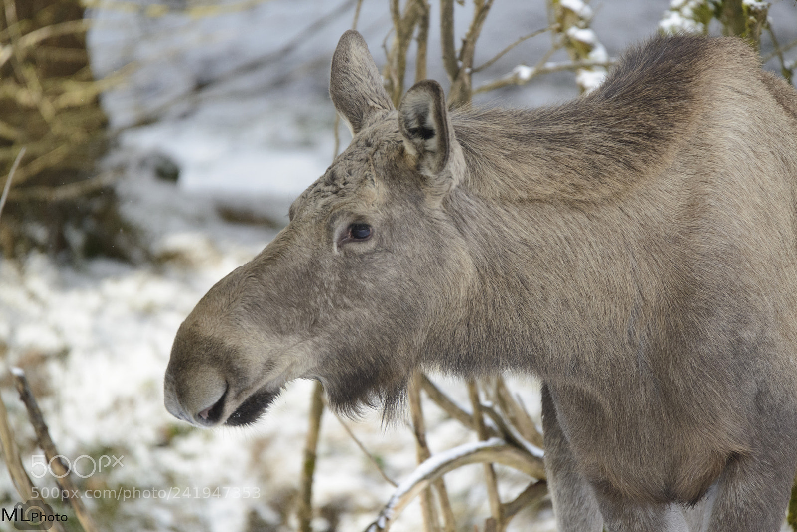 Nikon D800 sample photo. Female europan moose photography