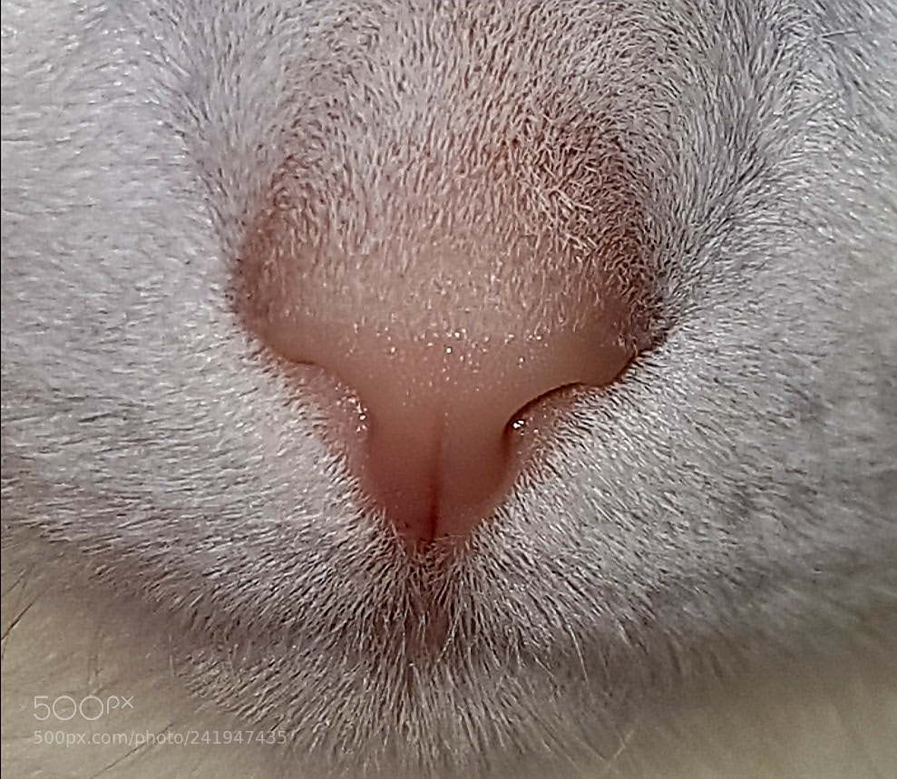 Samsung Galaxy S7 Edge sample photo. Cat nose           katzennase photography
