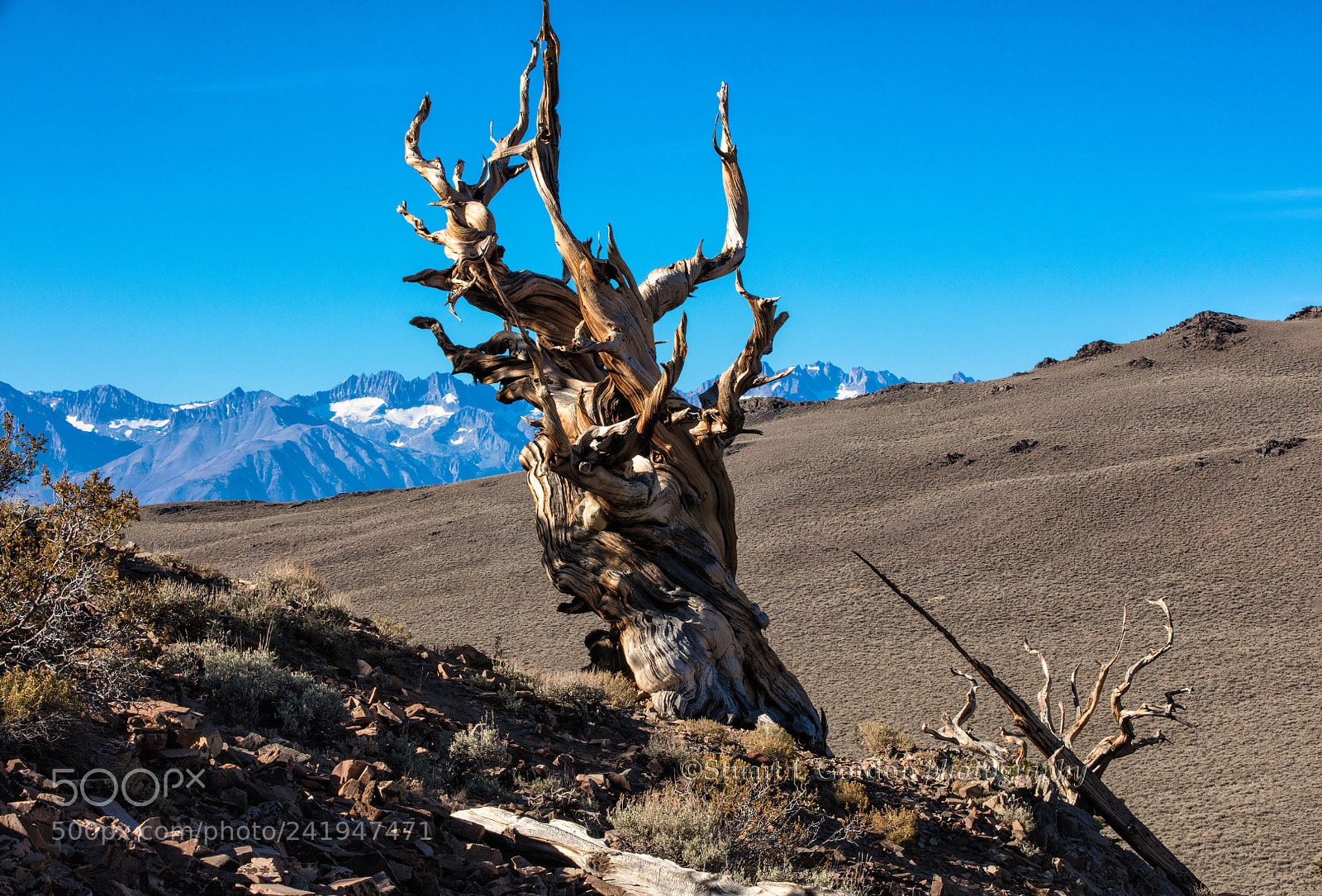 Canon EOS 5DS R sample photo. Spirit of methusaleh photography