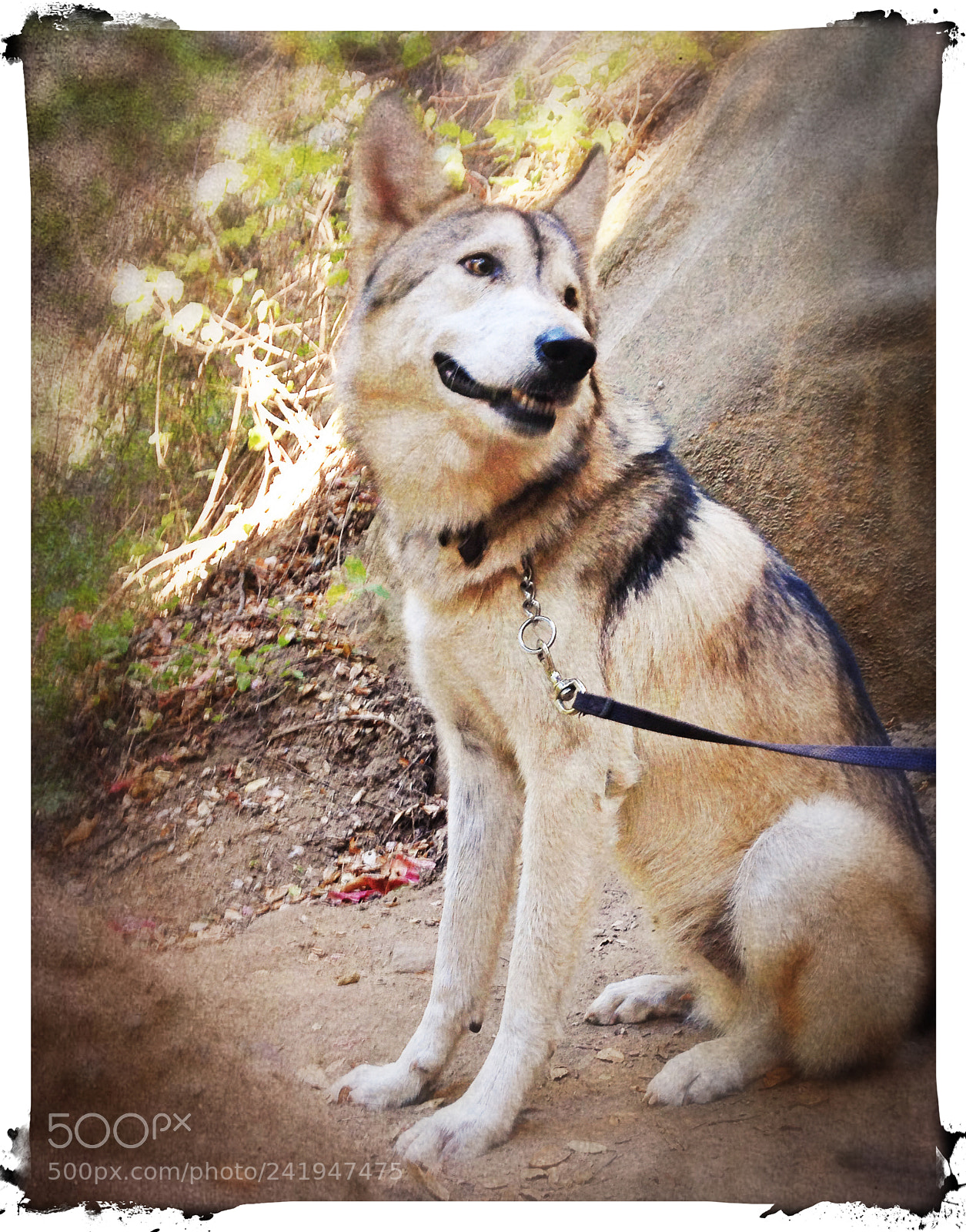 Apple iPhone 5c sample photo. Wolf therapy photography