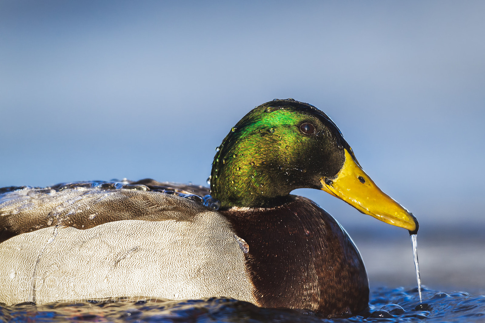 Canon EOS-1D Mark IV sample photo. Winter bather photography