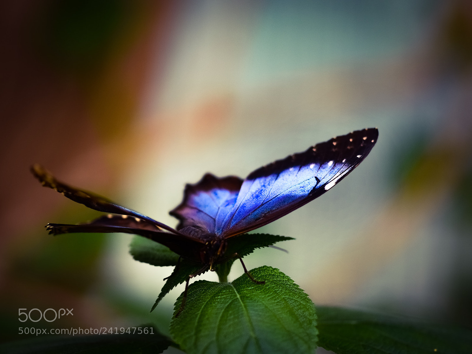 Nikon D5500 sample photo. A wonder of blue photography