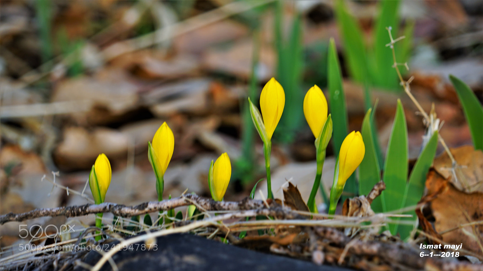 Sony a7 II sample photo. 22.jpg photography