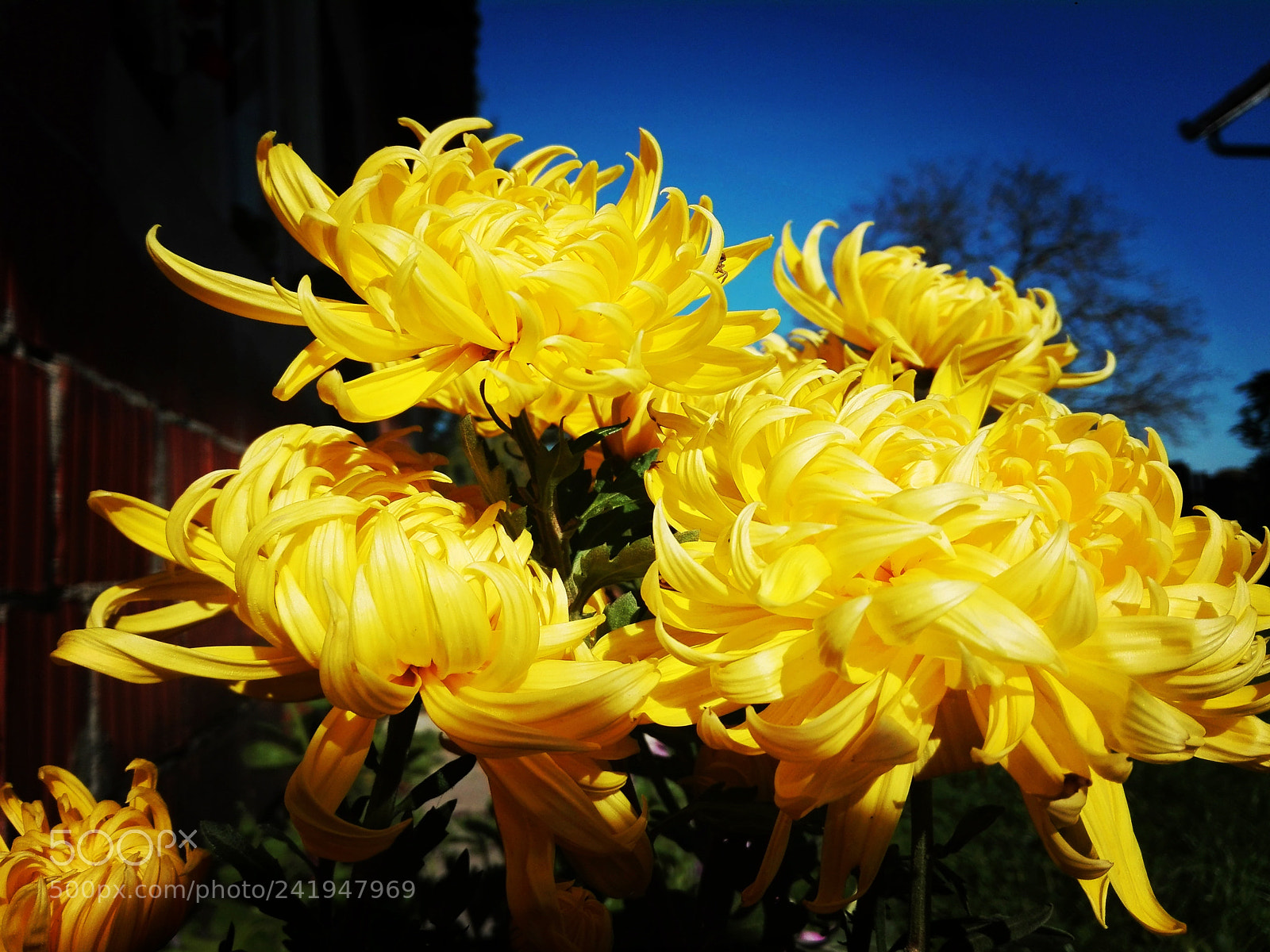 HUAWEI P8 Lite sample photo. Tb sumer 2017 photography