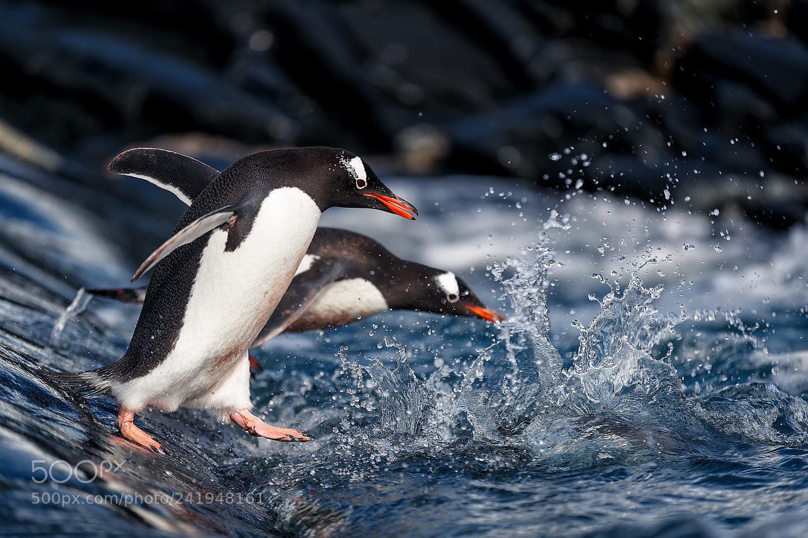 Canon EOS-1D X Mark II sample photo. Swim gentoo penguin. photography