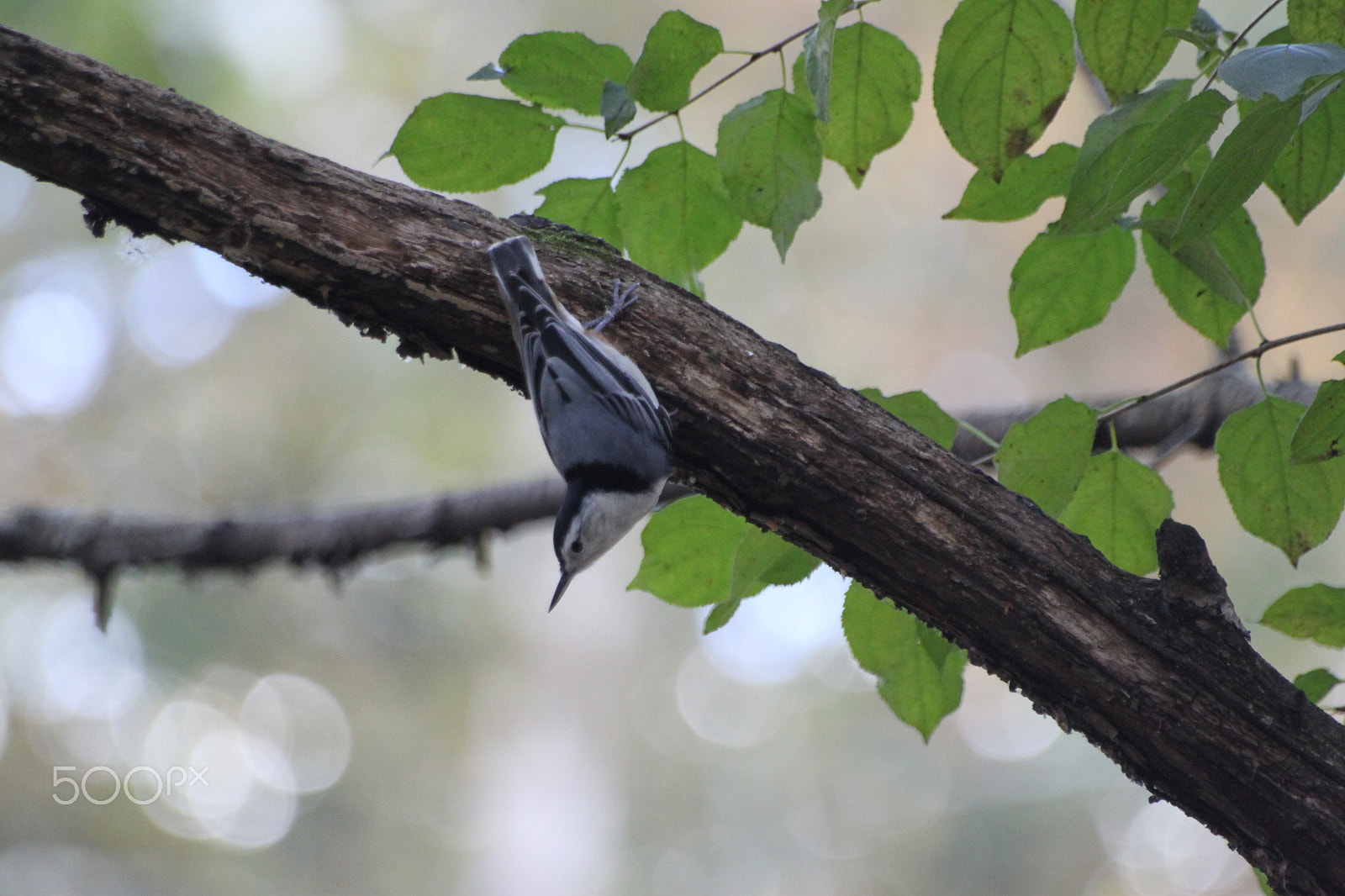 Sigma 70-300mm F4-5.6 APO DG Macro sample photo. 24689082780.jpg photography